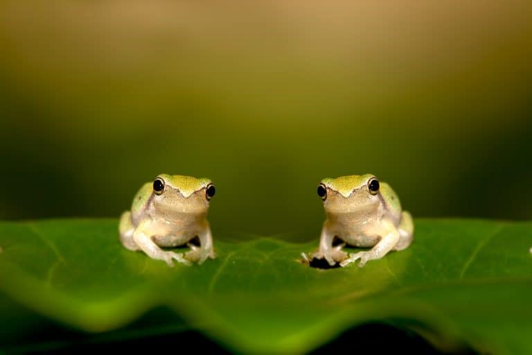 What Do Baby Frogs Eat: Reviewing the Diet of Immature Frogs