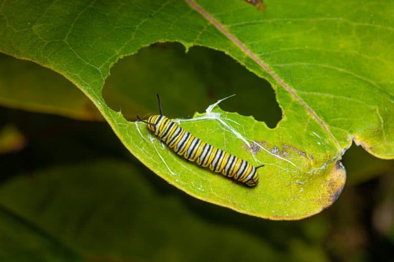 What Do Caterpillars Eat
