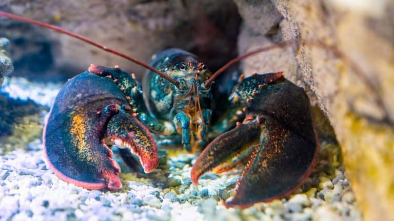 What Do Lobsters Eat