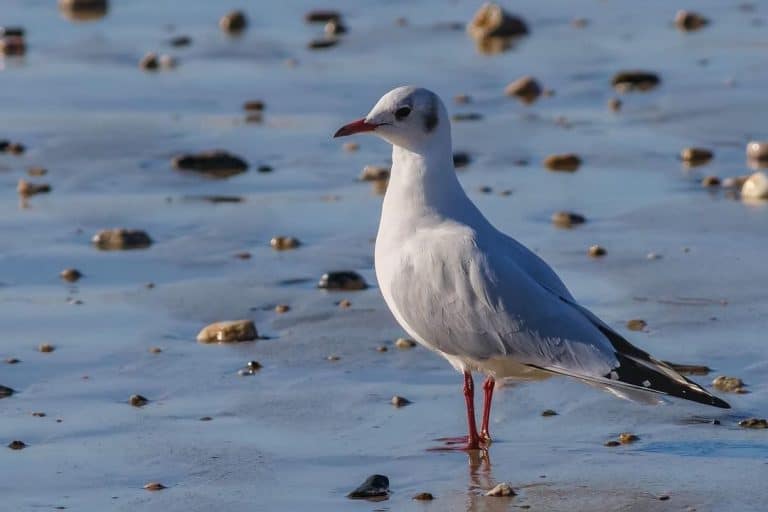 What Do Seagulls Eat