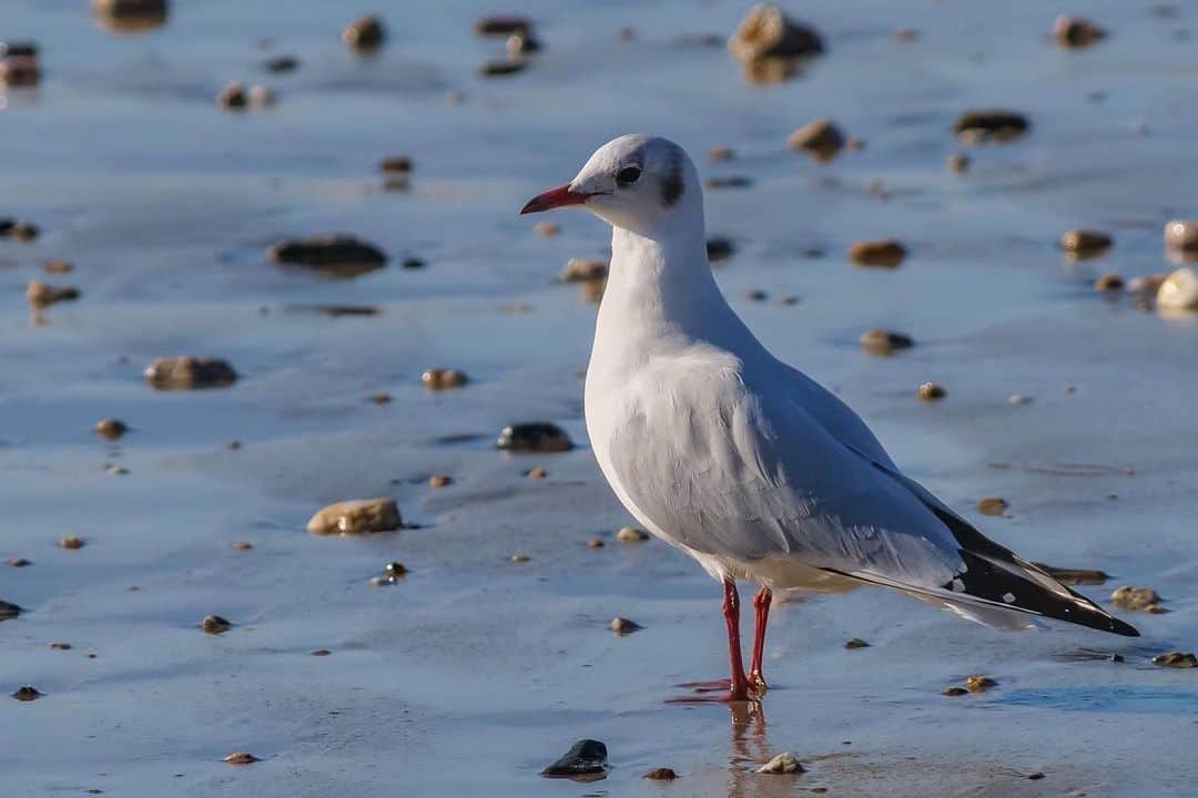 What Do Seagulls Eat