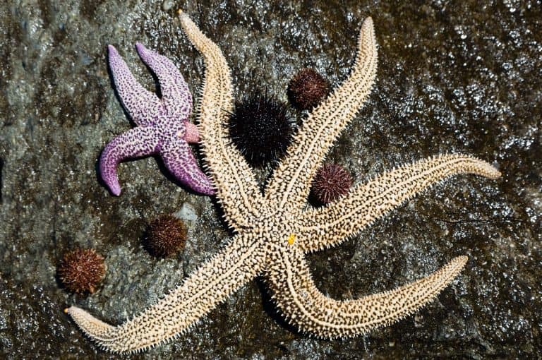 What Do Starfish Eat