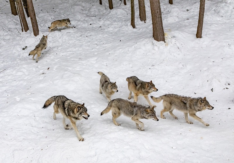 a group of Coyotes