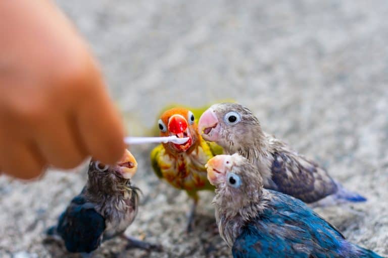 Baby’s Bird eat