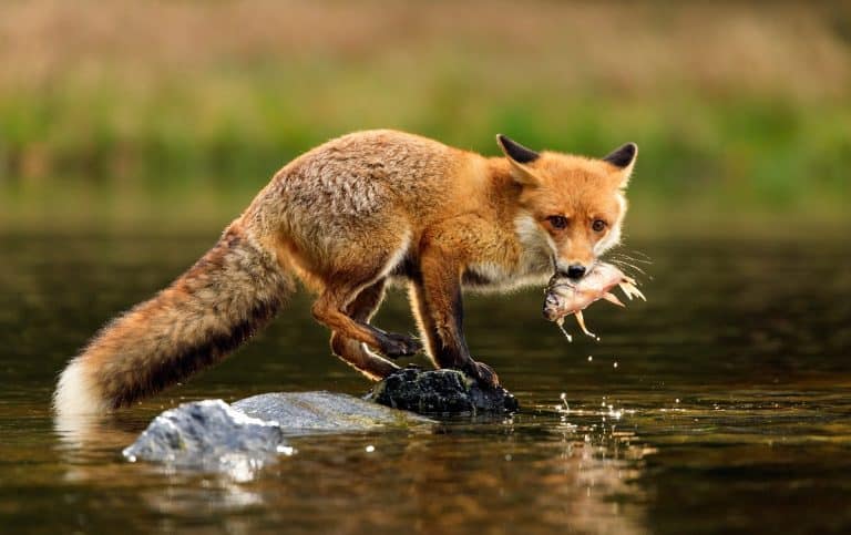 What Do Foxes Eat