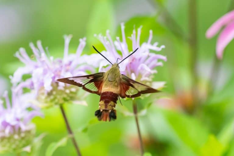 What Do Moths Eat