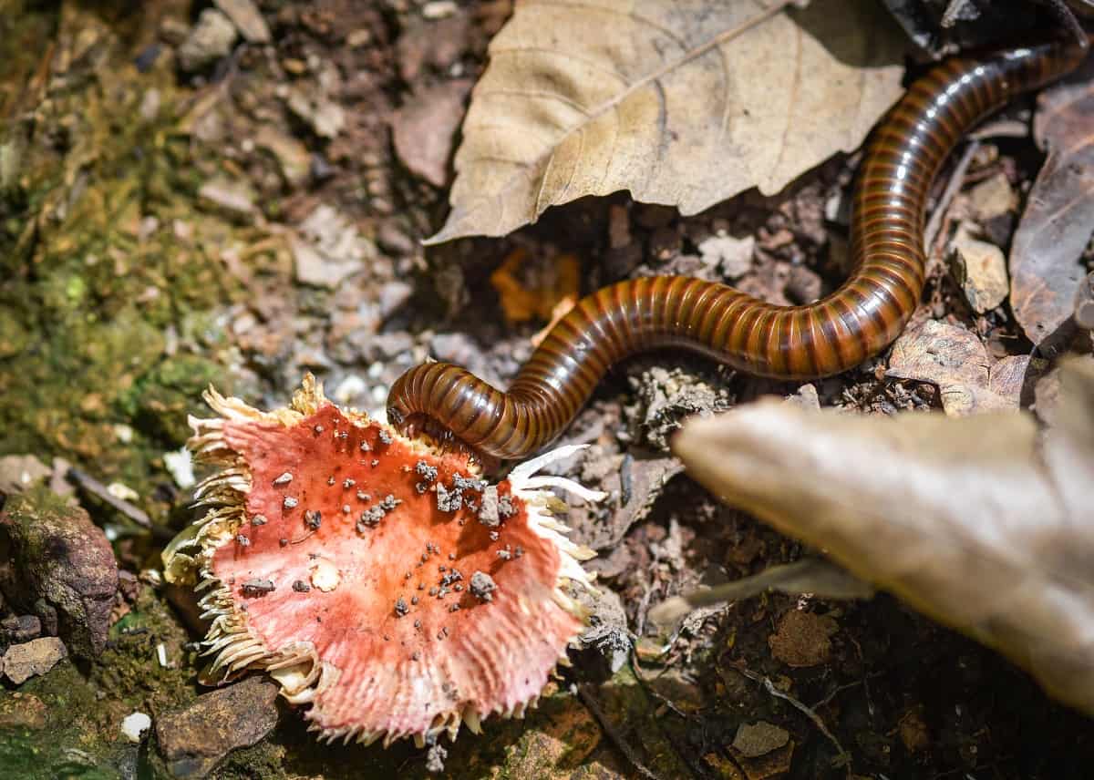 Millipedes eat