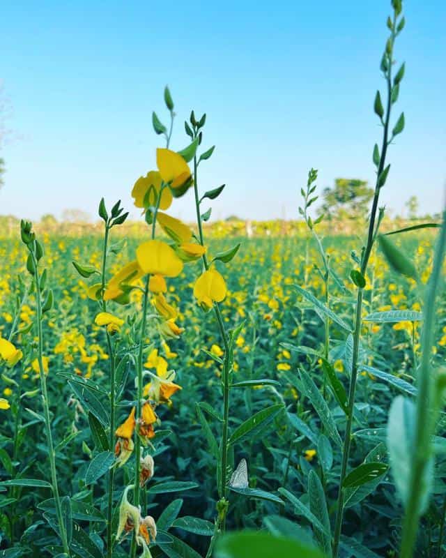 Sunn Hemp (Crotalaria juncea)