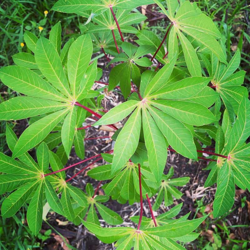 Cassava (Manihot esculenta)
