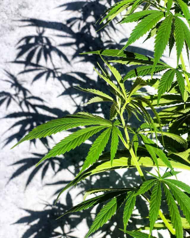 How To Identify Cannabis Leaves
