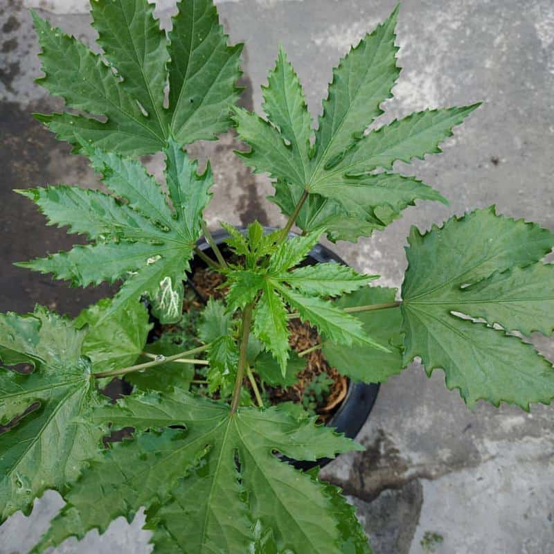 Kenaf (Hibiscus cannabinus)