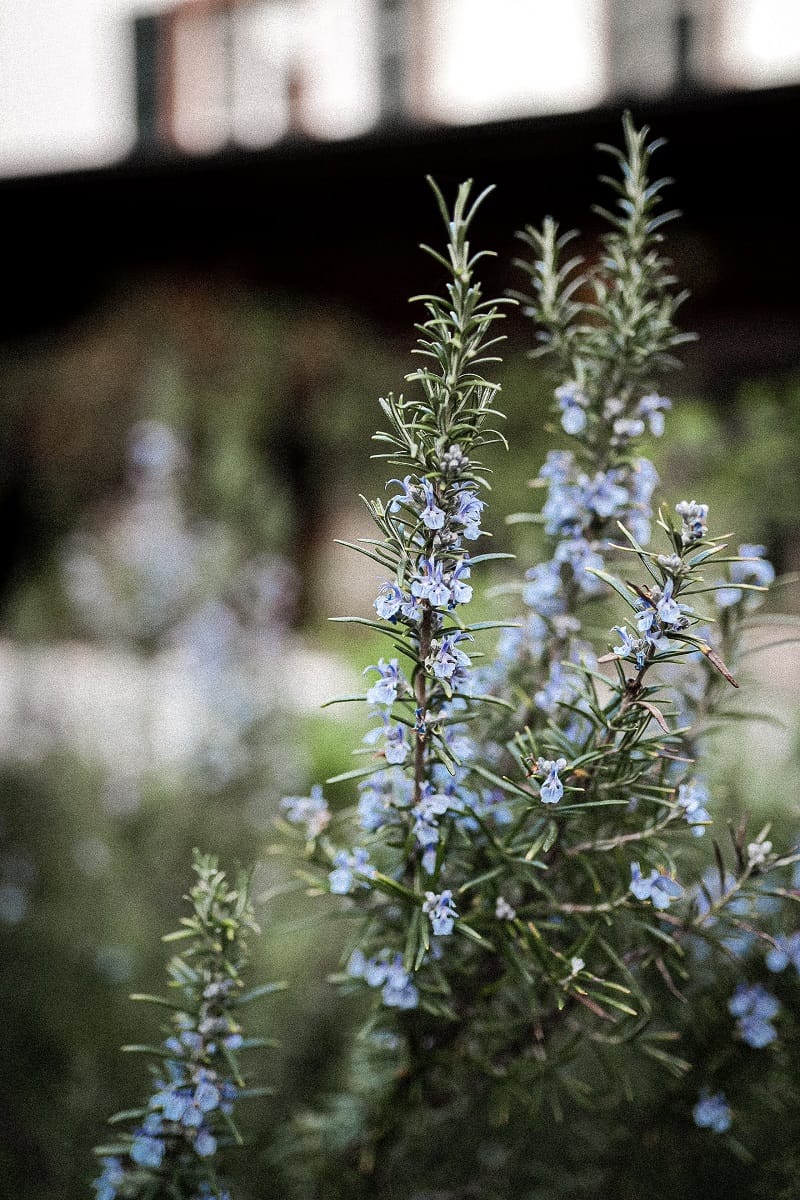 Magical Properties of Rosemary