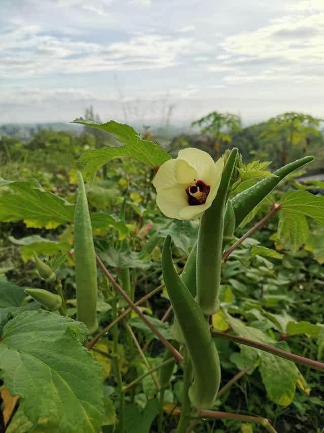 Okra (Abelmoschus esculentus)