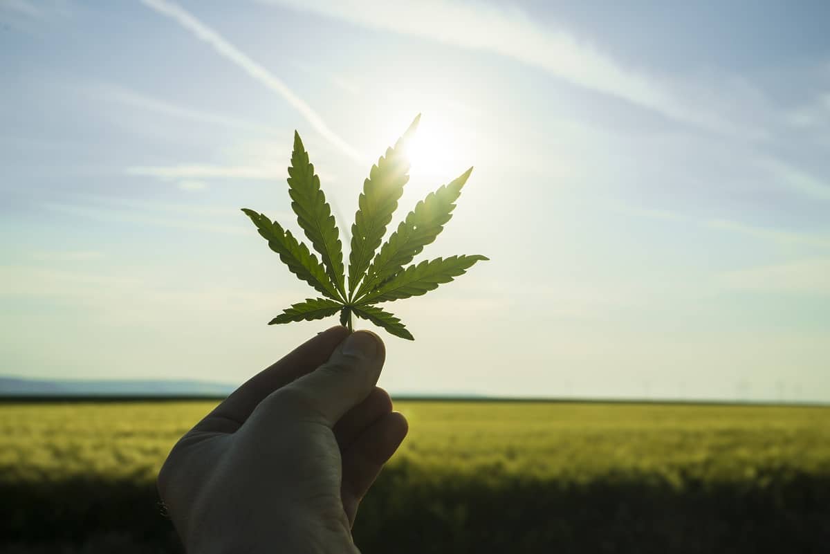 Plants Which Look Like Weed