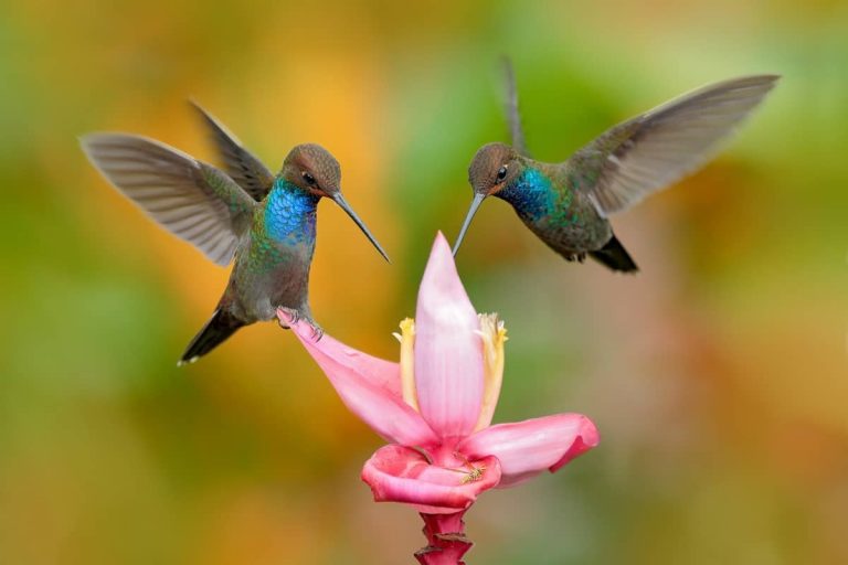 Spiritual Meaning Of Hummingbird