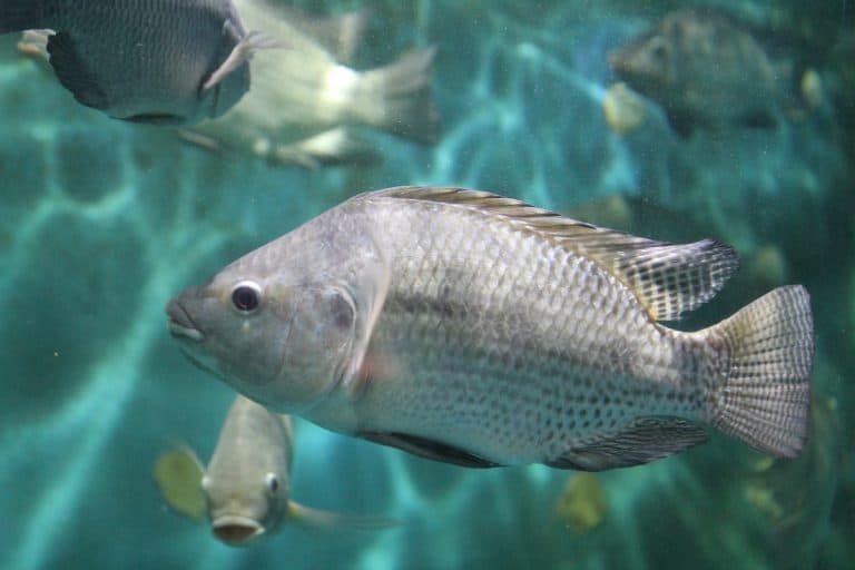 What Do Tilapia Eat
