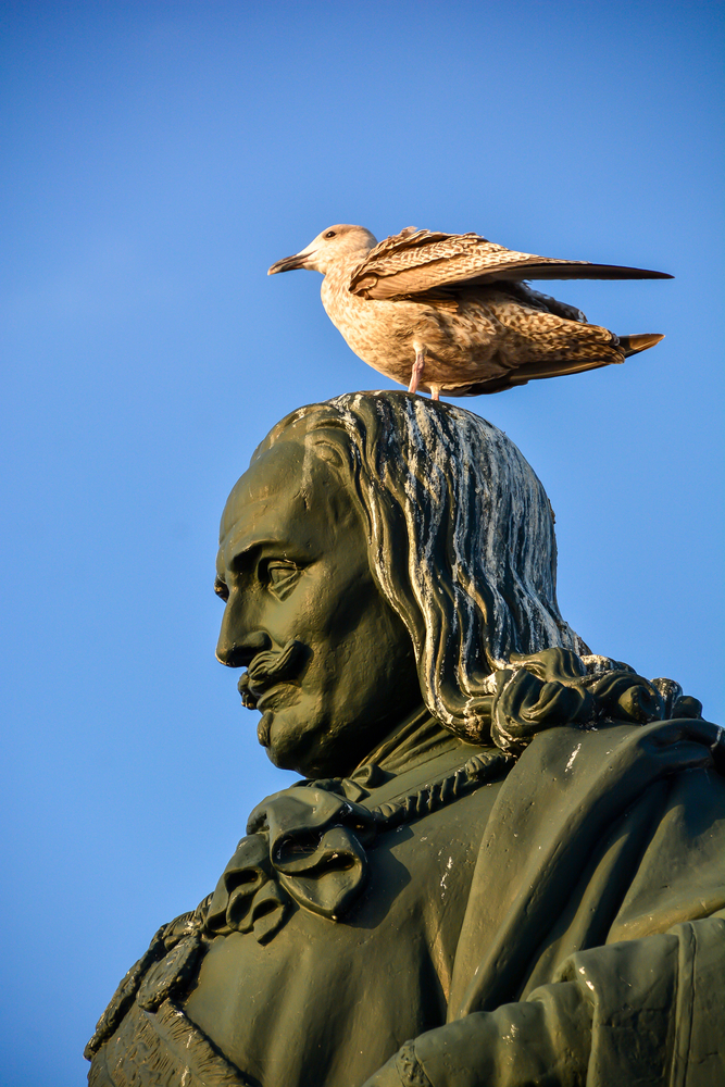 What Does It Mean When A Bird Poops On You Symbolism