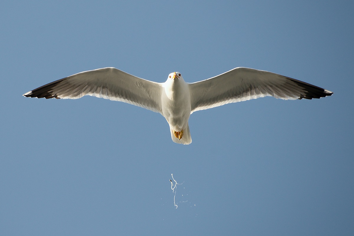 What Does It Mean When A Bird Poops On Your Head