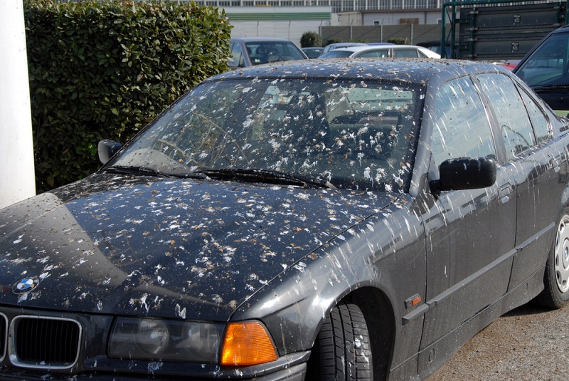 bird pop means wealth